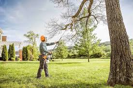 Organic Lawn Care Solutions in Bowie, MD