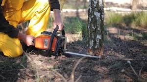 Best Tree Risk Assessment  in Bowie, MD