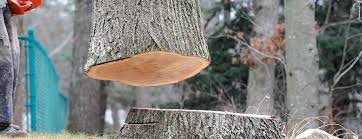 Best Leaf Removal  in Bowie, MD