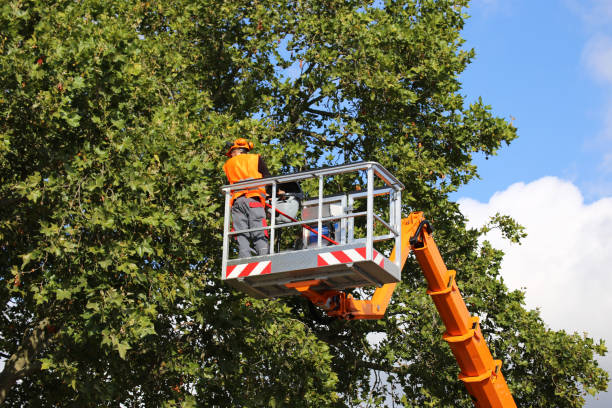 Best Aeration Services  in Bowie, MD
