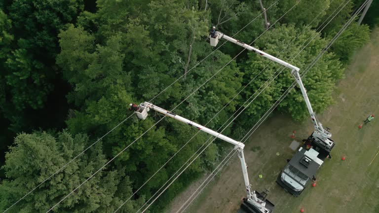 Professional Tree Removal in Bowie, MD
