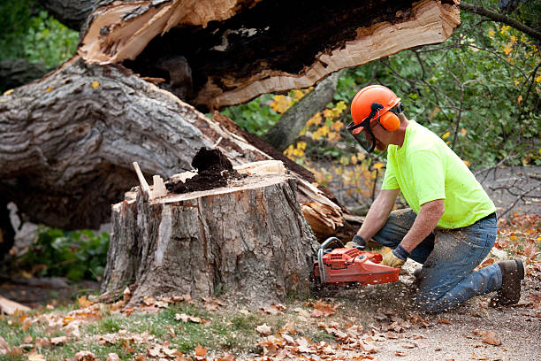Best Firewood Processing and Delivery  in Bowie, MD