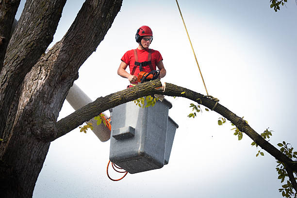 Best Tree and Shrub Care  in Bowie, MD