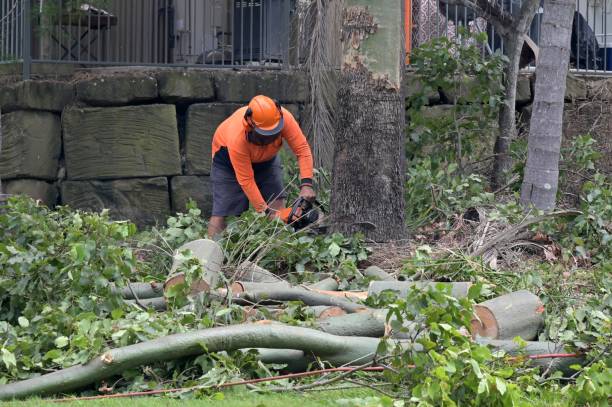 How Our Tree Care Process Works  in  Bowie, MD
