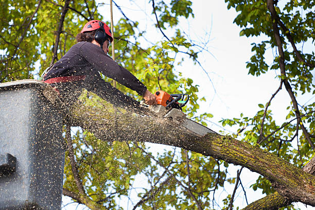  Bowie, MD Tree Removal Pros